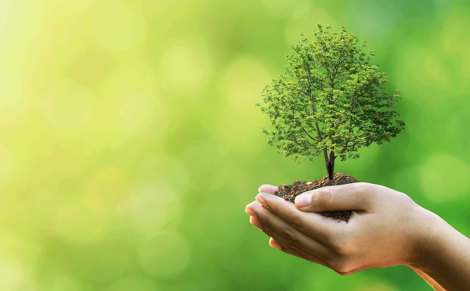 マネジメント体制